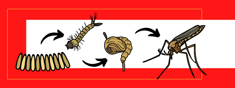 life cycle of a mosquito for kids