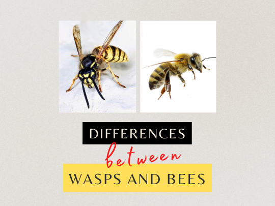 Toronto Pest Control: Differences Between Wasps and Bees