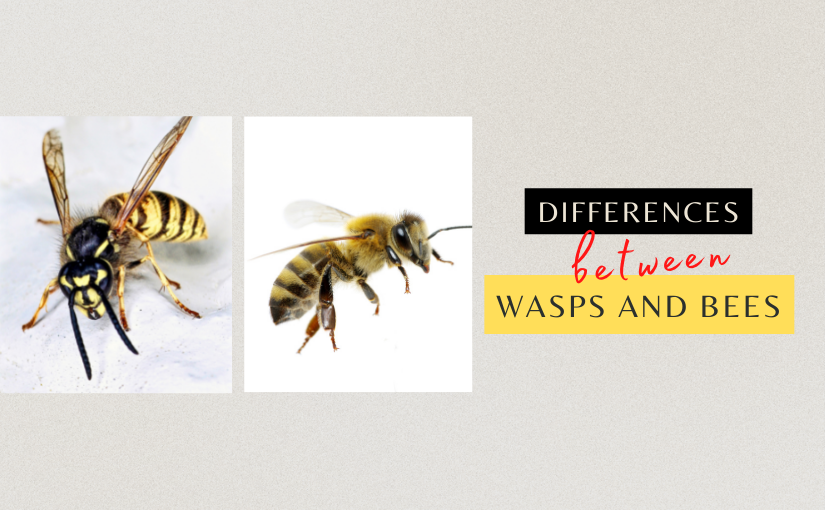Toronto Pest Control_ Differences Between Wasps and Bees