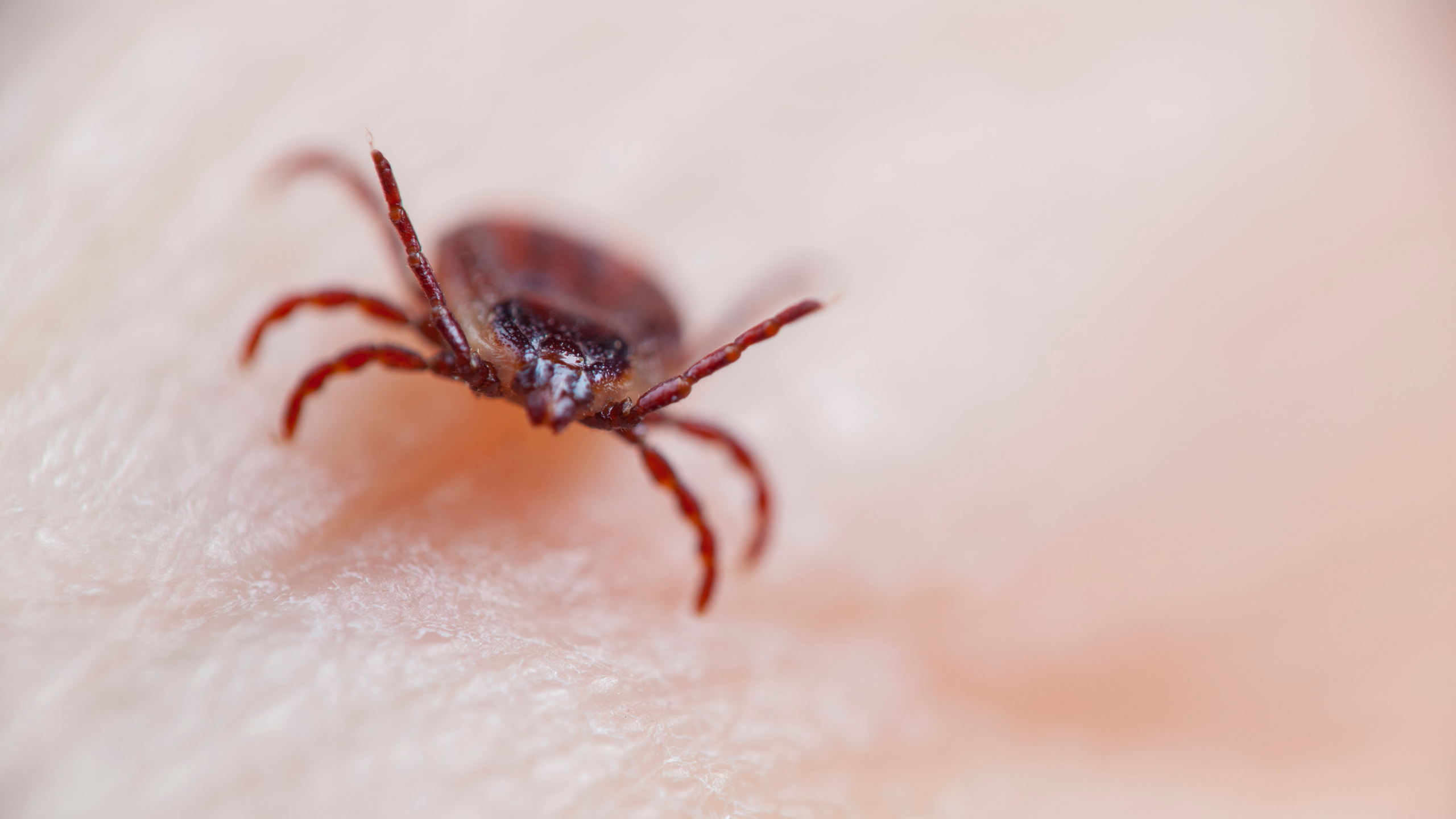 Why Are Ticks Attracted To Humans_