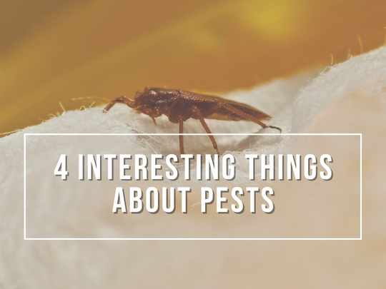 Toronto Pest Control: 4 Interesting Things About Pests