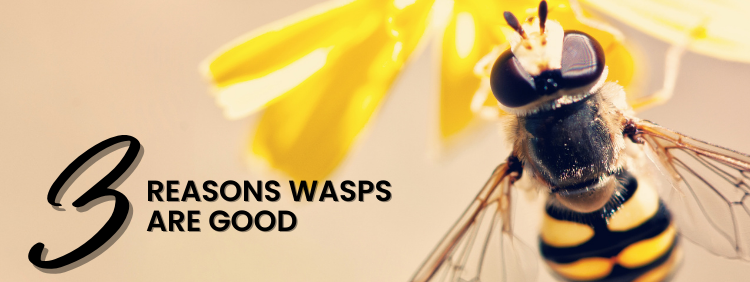 Reasons Wasps are Good
