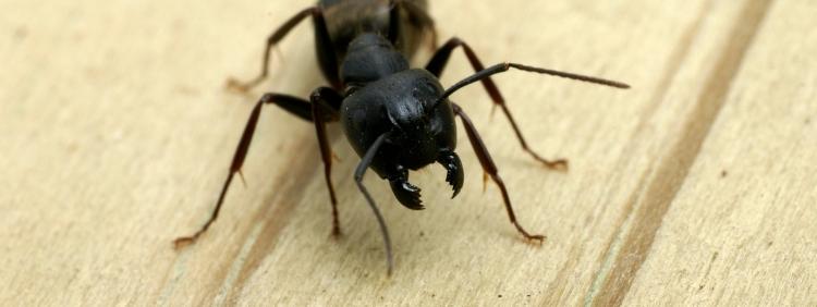 Thornhill Pest Control What Are Carpenter Ant Predators