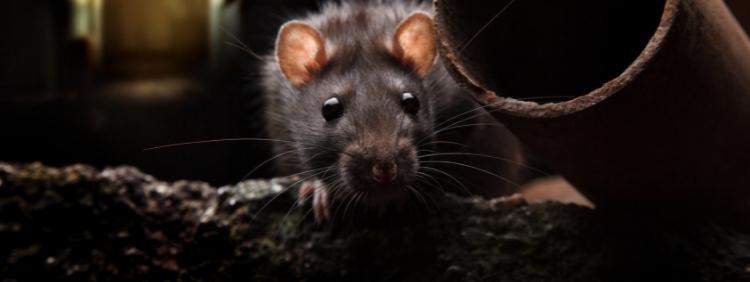 Toronto Pest Removal Can Rats Get Rabies