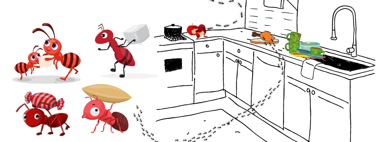 4 Reasons Ants Love Your Kitchen