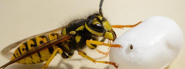 Guelph Pest Control What Are Social Wasps