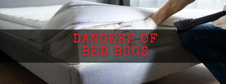 Dangers of Bed Bugs in Guelph Homes