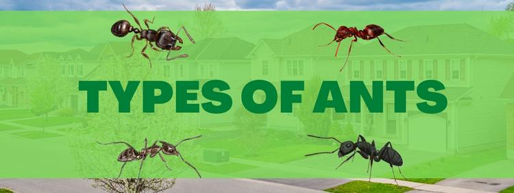 Different Types of Ants You May Find in Your Cambridge Home