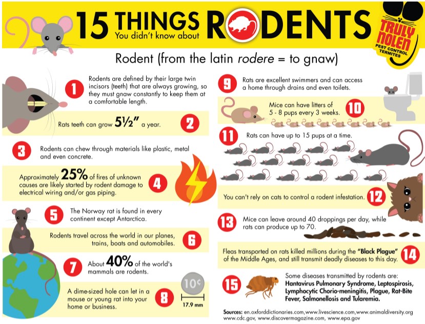 15 things rodents