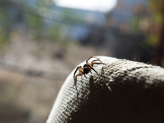 are-spiders-dangerous-to-your-toronto-home