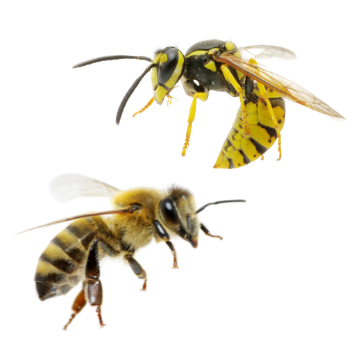 bees Behavior