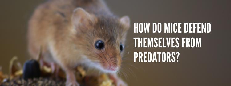 Guelph Pest Control How Do Mice Defend Themselves From Predators