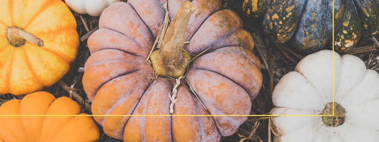 Why Pests Love Your Pumpkins