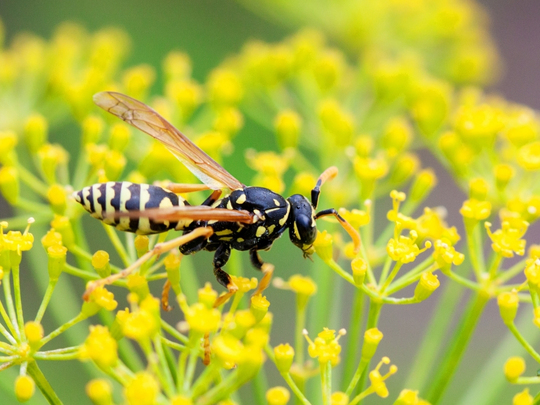 York Pest Control: Why Wasps Are Aggressive During the Fall