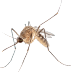 Mosquito-Feeding-and-Breeding-Habits