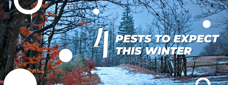 4 Pests To Expect This Winter