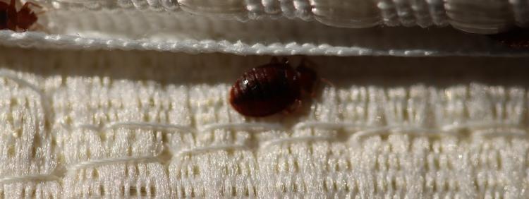 5 Factors That Affect the Cost of Professional Bed Bug Treatment
