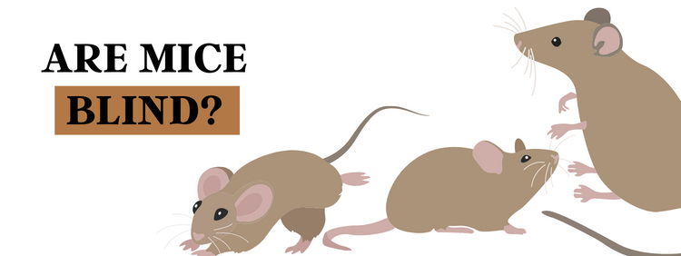 Cambridge Rodent Control: The Facts About Rodents' Eyesight