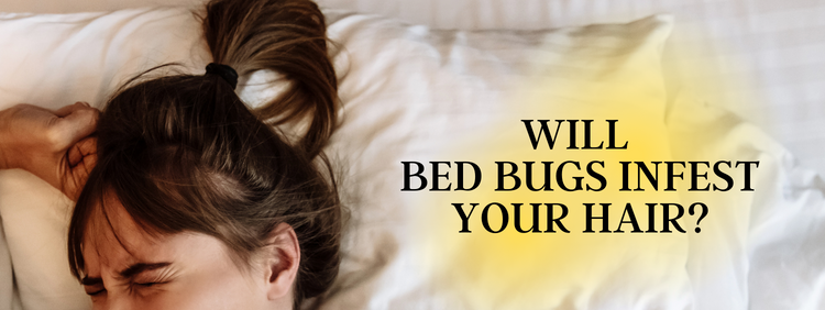 Bed Bugs Infest Your Hair