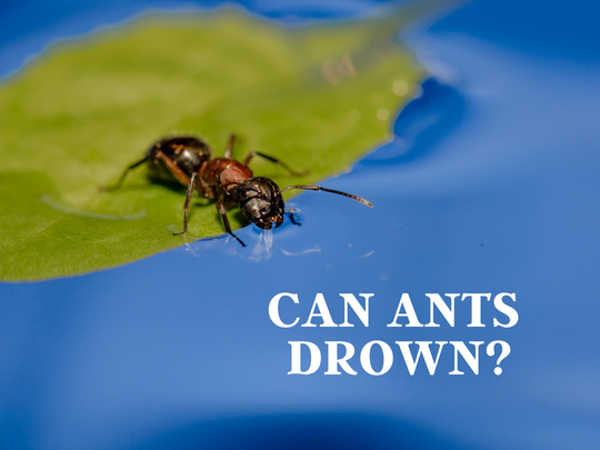 Guelph Pest Removal: How Does Water Affect Ants?