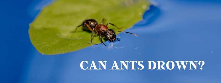 Guelph Pest Removal: How Does Water Affect Ants?