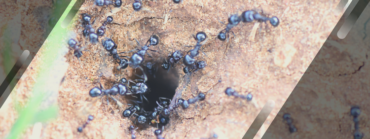 Toronto Pest Control: How to Find a Carpenter Ant Nest