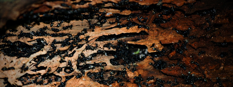 Guelph Pest Control: 4 Common Issues that Carpenter Ants Cause
