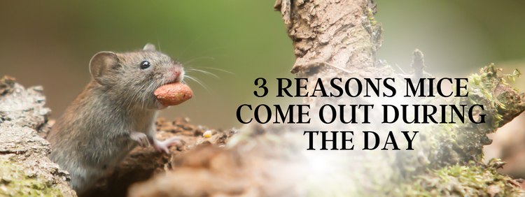 Guelph Pest Removal: 3 Reasons Mice Come Out During the Day