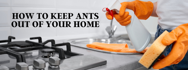 How to Keep Ants Out of Your Waterloo Home
