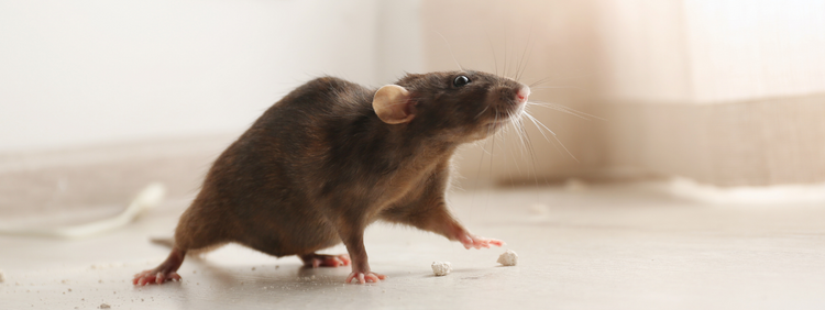 What to do When Your Neighbour Has a Rat Infestation in Toronto