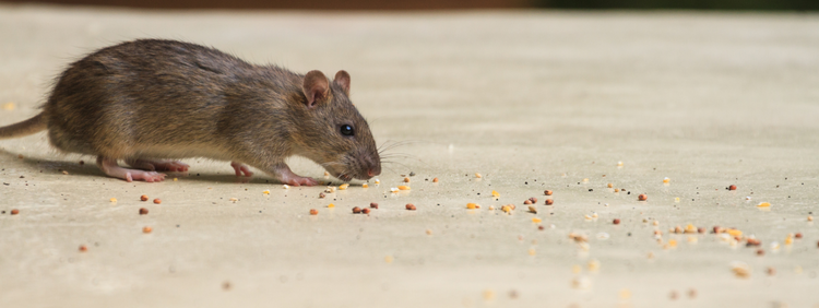 Niagara Pest Control: What Are Ultrasonic Rodent Repellents?