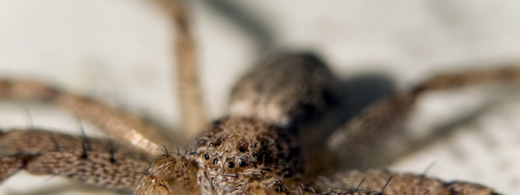 Toronto Pest Control: Does Every Spider Have Eight Eyes?
