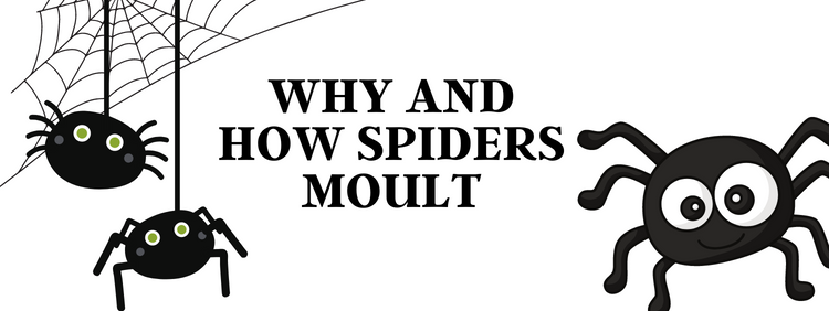 Cambridge Pest Removal: Why and How Spiders Moult