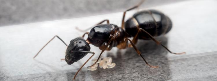 Markham Pest Removal: Interesting Facts about Queen Ants