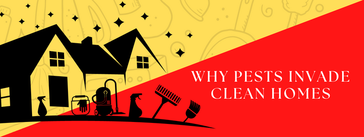 Why Pests Invade Clean Homes