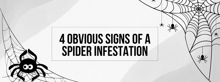 4 Obvious Signs of a Spider Infestation