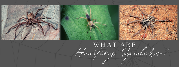 What are Hunting Spiders