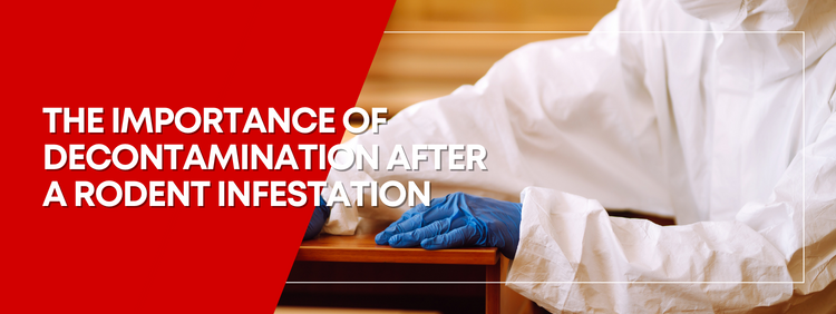 The Importance of Decontamination After a Rodent Infestation