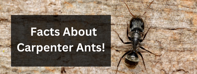 How to Get Rid of Crazy Ants - The Pest Advice