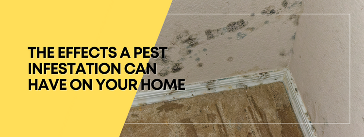 The Effects a Pest Infestation Can Have on Your Home