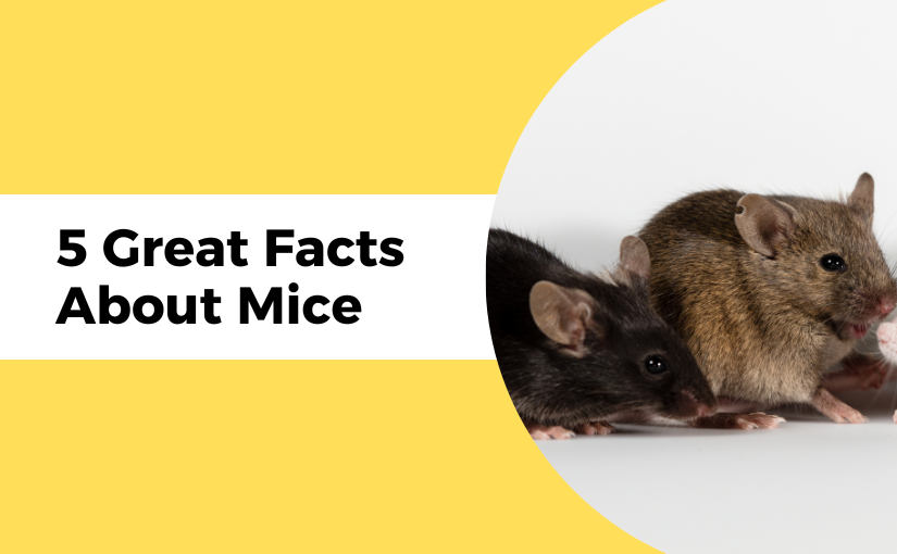 5 Great Facts About Mice!