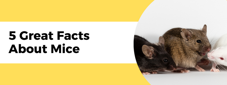 5 Great Facts About Mice!