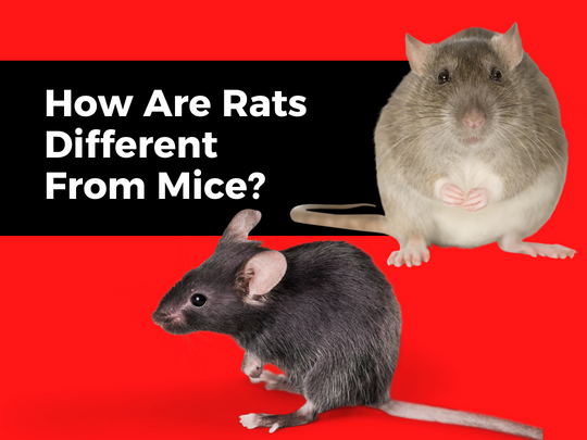 Kitchener Pest Removal: How Are Rats Different From Mice?