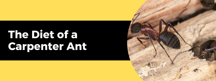 The Diet of a Carpenter Ant