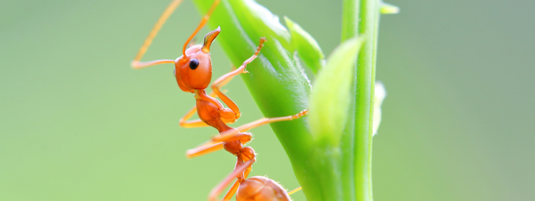 What Are Citronella Ants