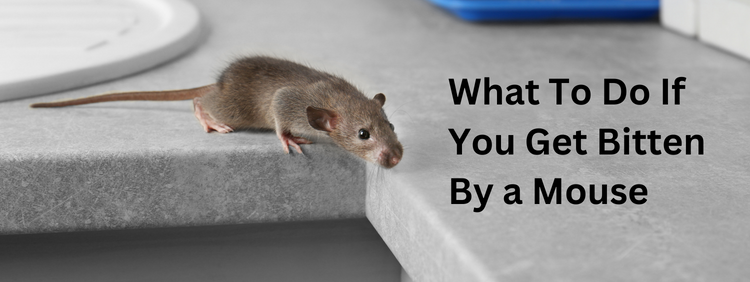 Fact or Fiction: Rats Can Make You Sick
