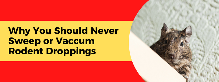 Why You Should Never Sweep or Vaccum Rodent Droppings