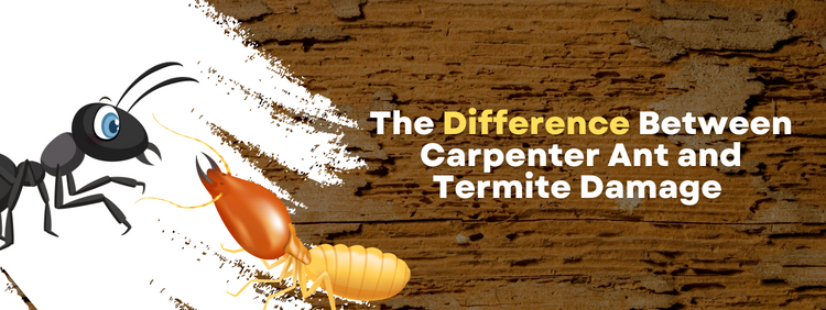 Oakville Pest Control: The Difference Between Carpenter Ant and Termite Damage