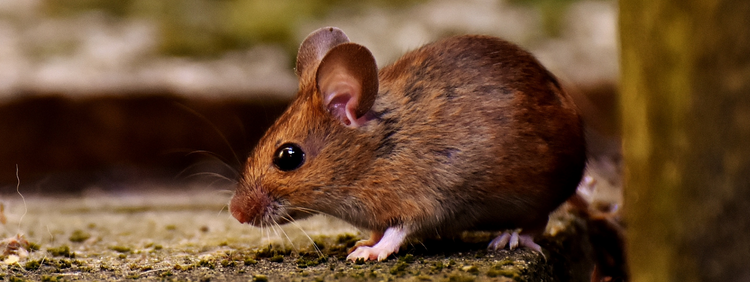 Kitchener Pest Removal Everything You Need to Know About Mouse Droppings