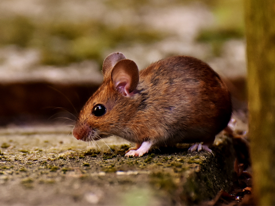 Kitchener Pest Removal Everything You Need To Know About Mouse Droppingsv 